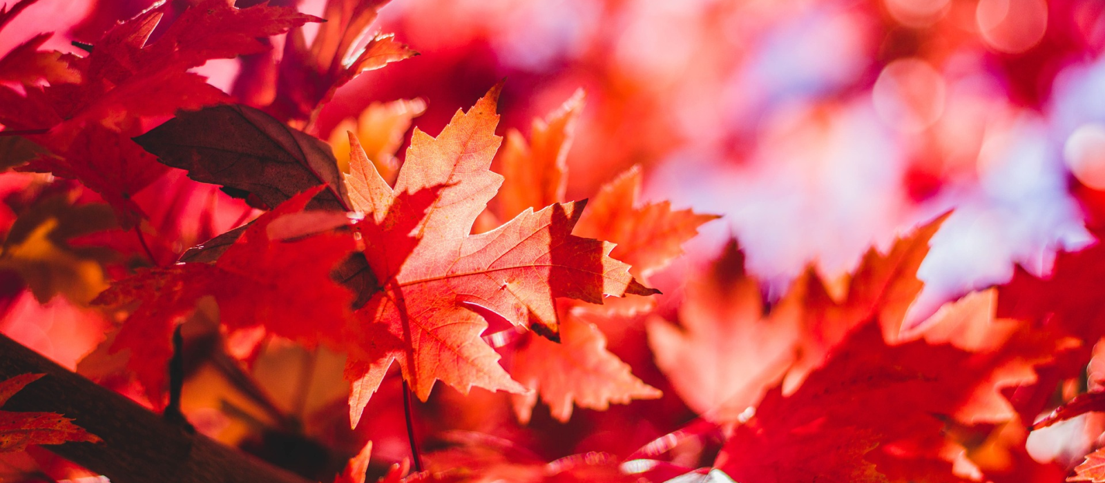 Maple-leaf-Banner.png